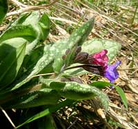 Pulmonaria officinalis