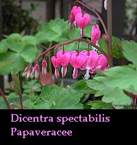 cuori di maria - Papaveracee