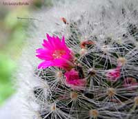 Fiore di pianta grassa
