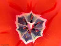 Interno di tulipano
