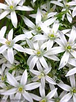 latte di gallina - Ornithogalum umbellatum