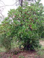 Pianta di Corbezzolo