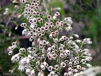 Erica arborea
