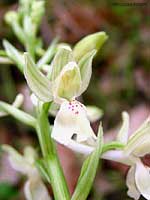 Orchidea pallida