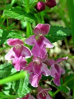fiori di Erba Limona/Bocca di lupo