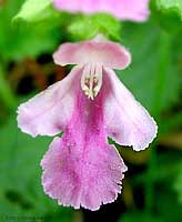 fiori di Erba Limona/Bocca di lupo