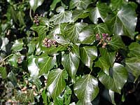 Edera