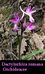 Dactylorhiza romana