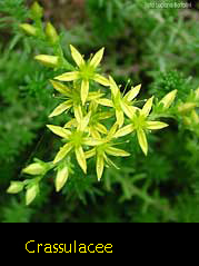 Fiore di crassulacea: Erba pignola