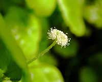 Fiore di Hydrocotyle leucocephala
