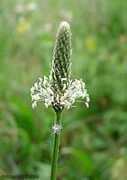 fiore di piantaggine lanceolata