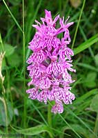 Orchidea