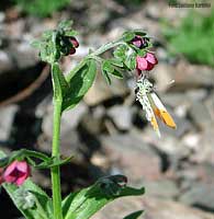 Cynoglossum creticum