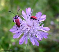 Anastrangalia sanguinolenta femmina