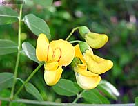 Colutea arborescens