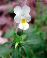 Viola dei campi