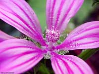 Fiore di malva selvatica