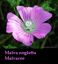 Fiore di malva negletta