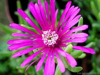 Fiore di crassulacea