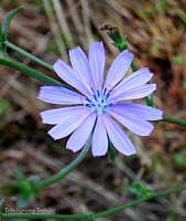 fiore di Cichorium intybus la cicoria comune