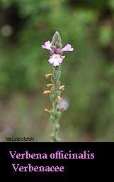 Verbena comune fiore