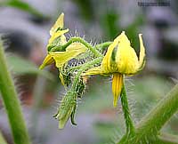 fiori di pomodoro