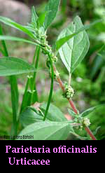 Parietaria