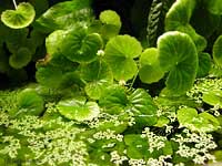 Fiori di Hydrocotyle leucocephala 