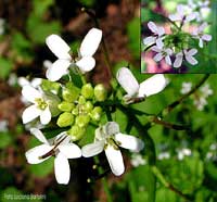 Fiore di Alliara