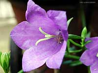 Campanula persicifolia
