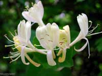Caprifoglio - Lonicera caprifolium