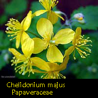 Celidonia, Chelidonium majus