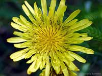 fiore di Soffione/dente di leone