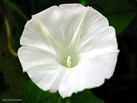 Convolvolo bianco, Convolvulus sepium