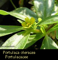 Portulaca oleracea