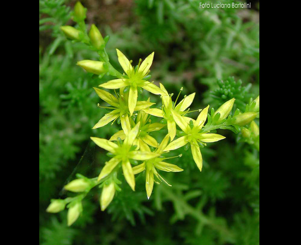 fiore di Crassulacea 