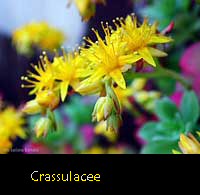 Crassulacee