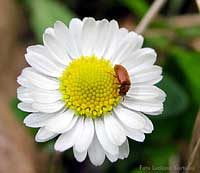 fiore di Margherita di campo