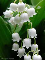 Mughetto - Convallaria majalis