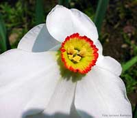Narciso bianco selvatico