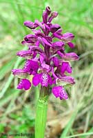 Orchidea minore