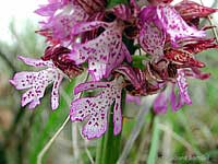omini di Orchidea purpurea