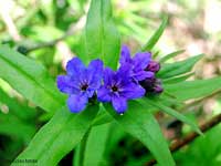 Fiori di Erba perla Azzurra - Buglossoides purpurocaerulea