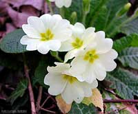 primula comune
