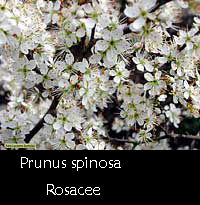 Prunus spinosa