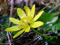 Ranuncolo ficaria