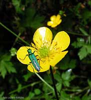 Ranunculus acris