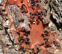 Formiche Crematogaster