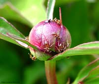 formiche rosse, Lasius sp. su un fiore di Peonia