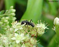 Formica con fiore di pianta Crassulaceae